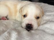 6 zauberhafte Labrador Mix Welpen - Berlin