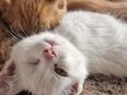 2 weiße Maine Coon MIX Kitten, weibl. 4 Monate alt, Katze Katzenbaby in 12527