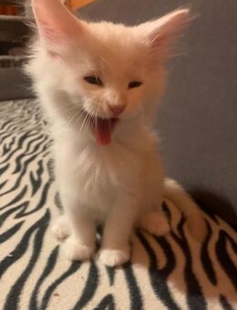 Reinrassige Main Coon Kitten - Duisburg