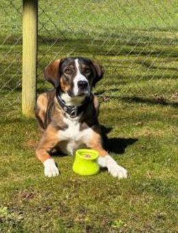 RAYA - geb. ca. 05/2021 - Mischling - Schönaich