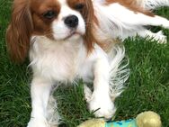 Cavalier King Charles Spaniel mit Stammbaum - Hambrücken