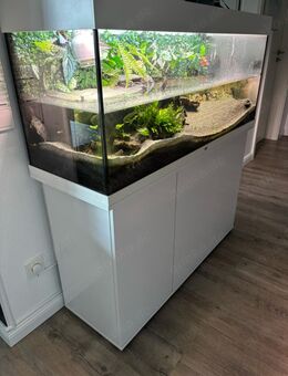 Rotbauch Spitzkopfschildkröten + Aquarium - Hennef (Sieg)