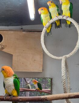 ROSTKAPPENPAGEIEN - Bad Wildungen