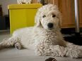 Goldendoodle F1b Welpe Rüde sucht sein Forever Home in 31167