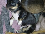 Noch 3 reinrassige chiuhuahua welpen rüden weibchen - Bad Kissingen