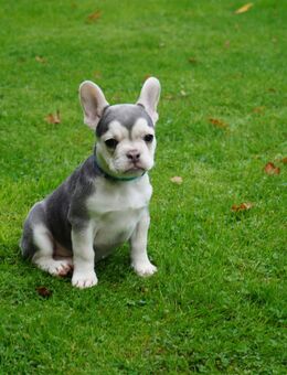 Französische Bulldoggen Welpen - Espelkamp Altgemeinde
