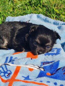Chihuahua Welpen - Lippstadt