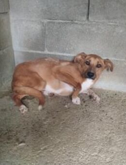 Kleiner Canelo mit gebrochenen Herzen - Berlin