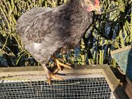 Junger Araucana Wyandotten Mix Hahn aus Naturbrut - Warin Zentrum