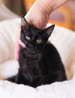 Pedro aus dem Tierschutz - Grevenbroich