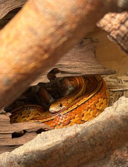 Tessera Bock zum Tausch oder Verkauf - Ebertsheim