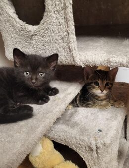 Kitten, Katzenbabys - Postbauer-Heng (Markt)
