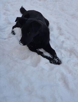 Theo oh Theooo , wer gibt ihm ein warmes Körbchen - Colbitz