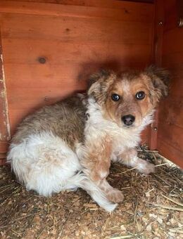 Kleiner Junghund STRUPPI sucht Familie - Neuberg