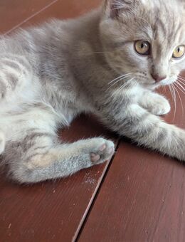 3 süsse Maine coon / BKH Kitten jungs - Kyritz
