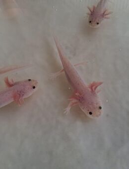 Axolotl in gute Hände abzugeben - Lichtenfels (Hessen)