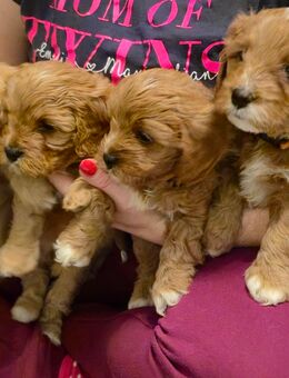 Cavapoo Welpen Hündinnen und Rüden - Eggebek