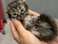 Perser Kitten - Wackersdorf