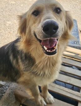 Gulliver dein neuer best Buddy 🌞 - München