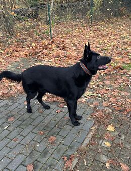Schäferhund Rüde - Falkensee