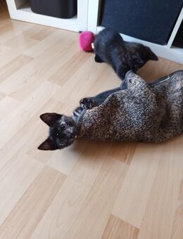 Babykatzen - Berlin Marzahn-Hellersdorf