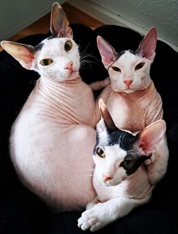 Drei Sphynx Katzen zusammen abzugeben - Sandhausen