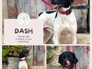 DASH - verschmuster Terriermix - Brühl (Nordrhein-Westfalen)