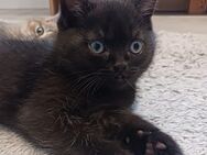 BKH-Kater, Kitten, Britisch Kurzhaar - Niederfischbach