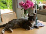 Gemütlicher SchmuseKater sucht liebe Menschen - Aschaffenburg