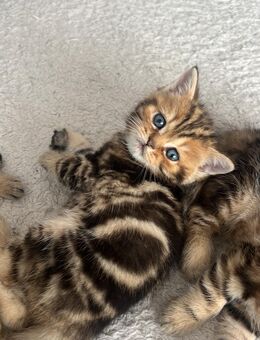 BKH Kater sucht ein Zuhause ! - Braunschweig
