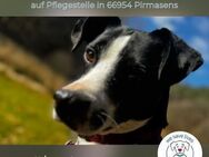 Perdi: Powerpaket in 66954 Pirmasens - Kirchzell