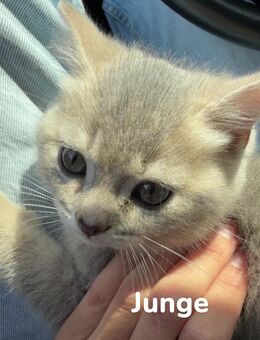 Bkh kitten weiß und grau - Herne Eickel