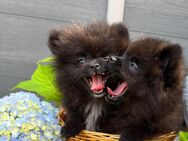 🐾 Abgabebereite Pomeranian Zwergspitzwelpen – Liebevolle Familienmitglieder suchen ein Zuhause! 🐾 - Ronnenberg