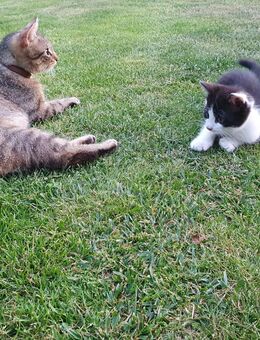 Kätzchen (Kitten) abgabebereit - Schwegenheim