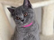 Reinrassige BKH Kitten abzugeben. Nur 2 frei!!! - Düren