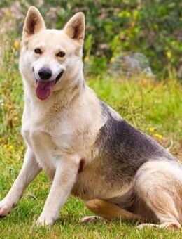 Fragata hat viel Energie - Donaueschingen