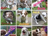 Australian Shepherd Welpen Bunte Herzensbrecher - Rehna