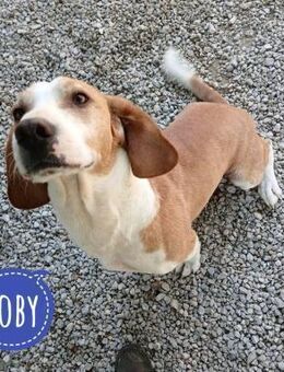 Toby ein sanfter freundlicher Engel - Flörsheim-Dalsheim