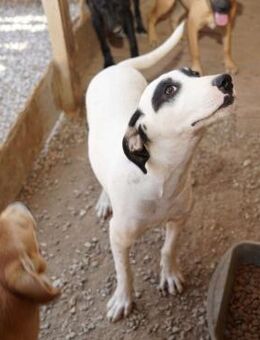 💙 Lustiger junger Chiko sucht dich 💙 - Eislingen (Fils)