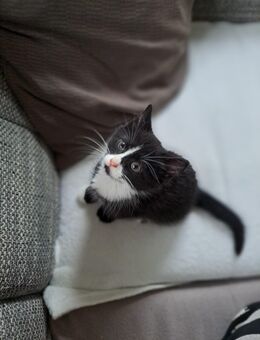 Kitten Weibchen - Scheidegg
