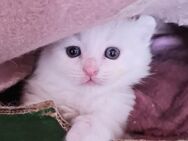 Reinrassige Ragdoll Kitten - Gelsenkirchen