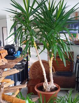 Yuccapalmen, Yucca Elephantipes - Waldbreitbach