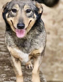 DANIA - liebevoll und verspielt - Weilheim (Oberbayern)