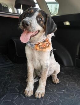 Thor - großer Hund mit viel Herz - Gerlingen