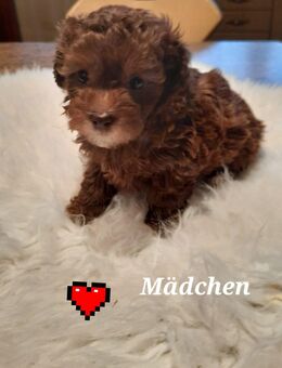 Maltipoo - Rosendahl