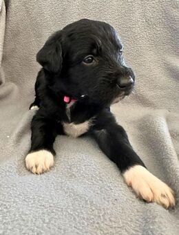 Welpen mit Köpfchen & Charme?! Border Collie x Labradoodle - Wolfenbüttel