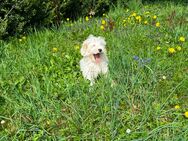 Süße/r Chinese Crested Welpen suchen ihr Traum Zuhause - Seßlach