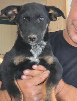 🐶❤️ KLEINE Milja SUCHT EIN ZUHAUSE ❤️🐾 - Stuttgart