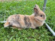 Löwenkopf kaninchen Männchen - Neuburg (Donau)