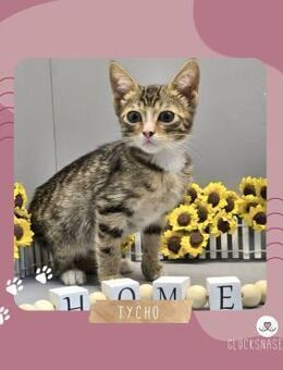 Kleiner Kater Tycho sucht seine Menschen - Lalendorf